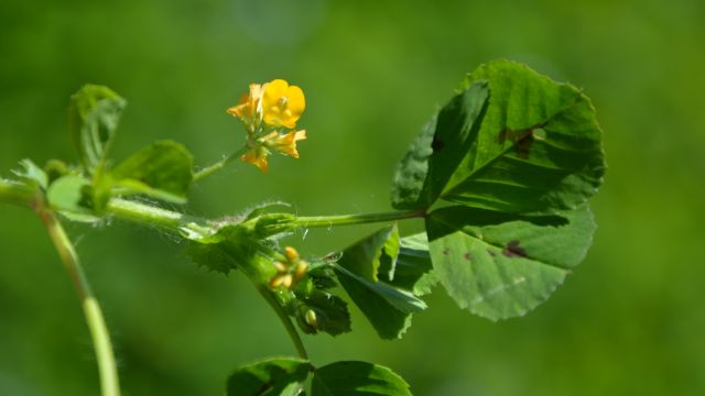 Medicago arabica (Fabaceae)